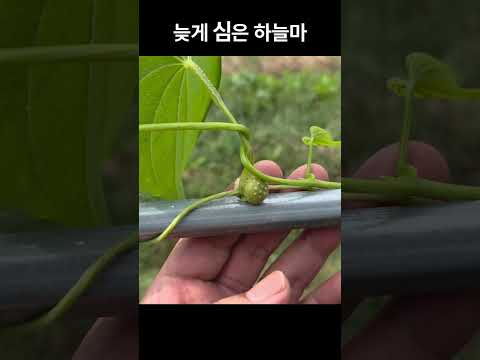 너무 늦게 심은 하늘마! 결과는? #텃밭가꾸기 #자연순환농법 #유기농