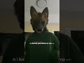 i’m nick and u can’t convince me otherwise!!! #dogtherian #therian #fictionkin #fyp #therianthropy