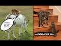 AnimalsBeingBros for 10 Minutes Straight | Adorable Animal Moments | AWESOME ANIMALS | #4