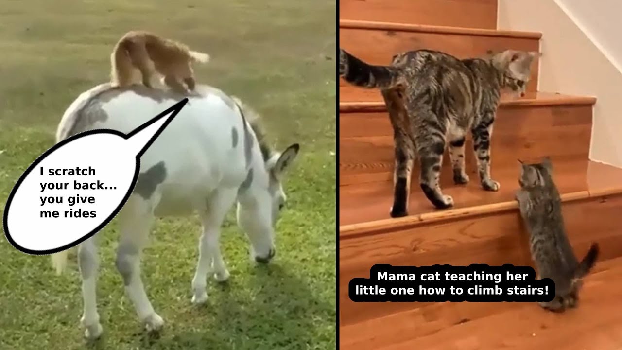 AnimalsBeingBros for 10 Minutes Straight | Adorable Animal Moments | AWESOME ANIMALS | #4