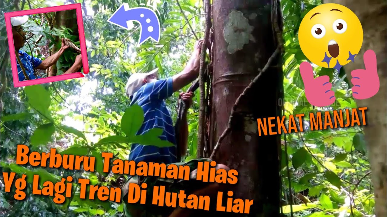 Nekat Manjat Demi Monstera Ekor Naga Tanaman Hias Yg Lagi Viral Berburu Mencari Tanaman Hias Part4 Youtube
