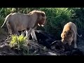 The Moment These Lion Brothers Realised One Of Them Is An Intruder