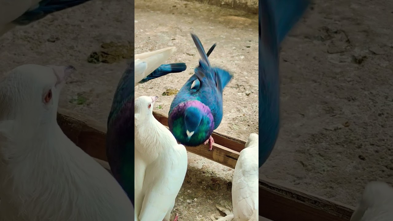 A wonderful pigeon🔥