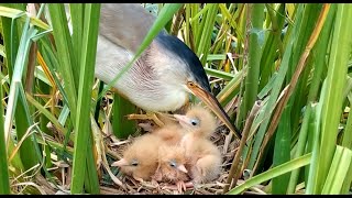 Fish for Baby Birds | Mother Feeds Her Young