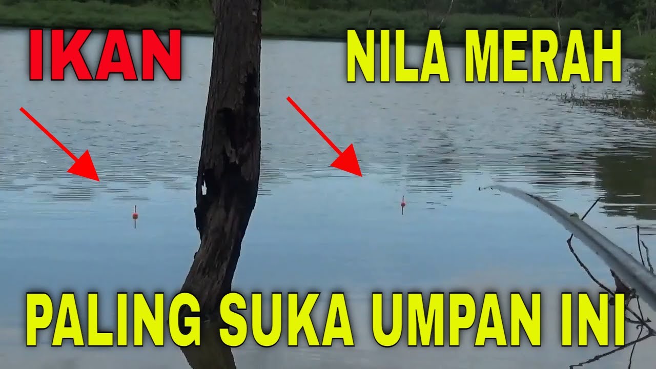 Umpan Ikan NILA Merah Paling Jitu - Cara Mancing Ikan Nila Merah 