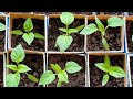 Capsicum ke seedlings mere garden mein