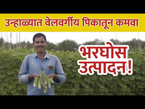 उन्हाळी हंगामात वेलवर्गीय पिकाची घ्यावयाची काळजी!  - उन्हाळी हंगामात वेलवर्गीय पिकाची घ्यावयाची काळजी! 