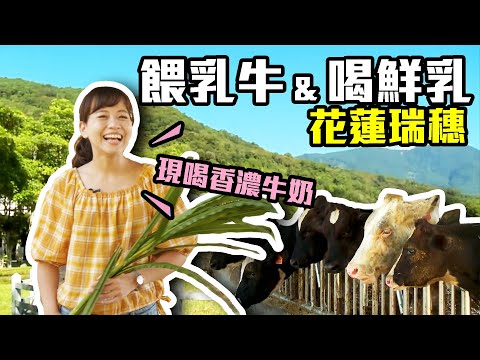 【花蓮瑞穗】免費入園！餵乳牛.鴕鳥，品嚐新鮮上桌香濃牛奶｜茶香創意綠茶肉圓｜網評「瑞穗最好吃餐廳」必點芋頭鴨！｜瑞穗牧場｜ep.328