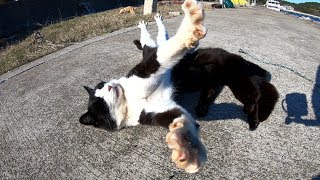 潮風を感じてお昼寝する猫達、目を覚ますと思い切り伸びをする