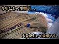 【底引き網漁】温暖化の影響なのか？9月は厳しい漁になりました。