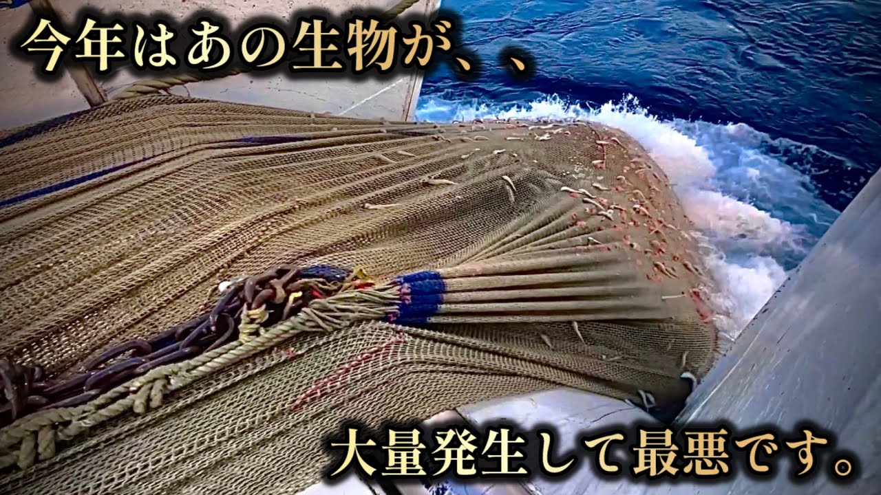 【底引き網漁】温暖化の影響なのか？9月は厳しい漁になりました。