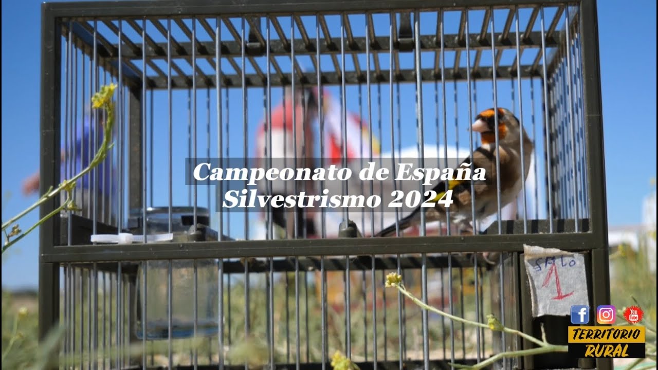 Campeonato de España de Silvestrismo 2024