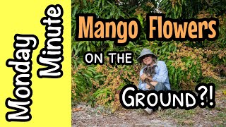 Monday Minute- Mango Flowers on the Ground!