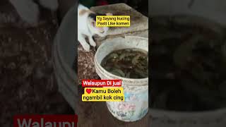 Feed Your Cats Sincerely cutecats