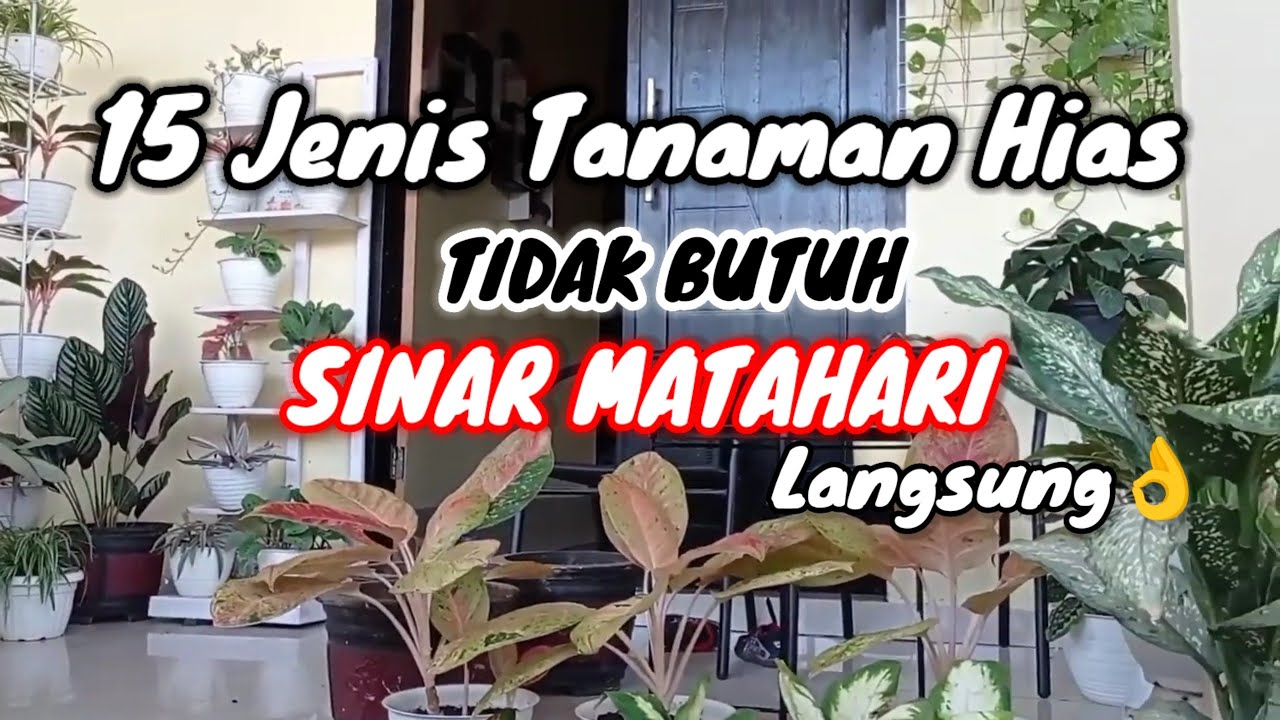 15 Tanaman Hias Tidak butuh SINAR MATAHARI langsung❗ al… — Transcript