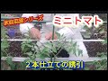 【ミニトマト栽培】2本仕立てで分かれたら誘引【家庭菜園シリーズ】