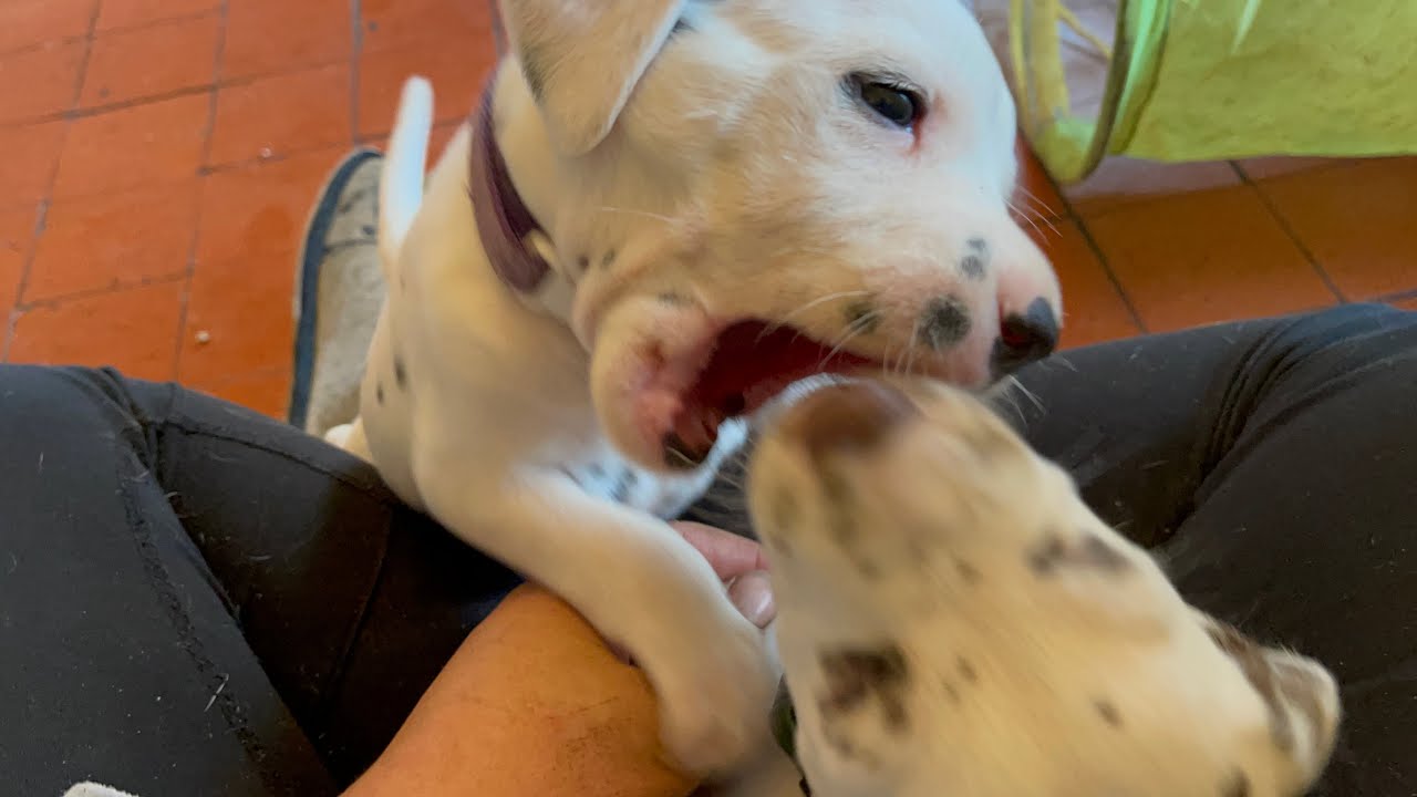 Dalmatian puppies playing