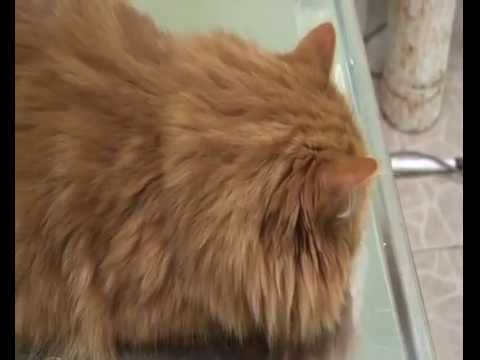 Video: Natečene šape Kod Mačaka