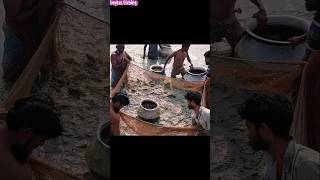 ​ঝাঁকি জালে ধরা পড়লো শত শত মাছ! | Amazing Net Fishing Video | Saykot Fishing