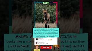 Maned wolf fox-like hunter of grasslands #manedwolf #wildlife #animals #facts #short #shorts #fyp