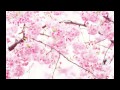 新垣里沙 - さくら満開'14