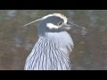 Yellow crowned Night Herons--NARRATED