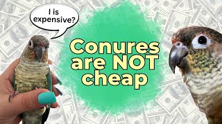 The Price of Owning a Conure!