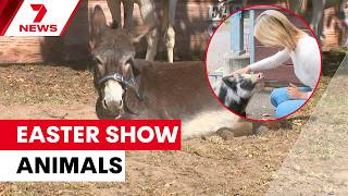 Thousands of animals arrive at Sydney Olympic Park for Royal Easter Show 2026 | 7NEWS