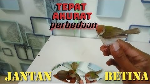 perbedaan prenjak jantan dan betina sangat akurat biarpun tanpa lancur