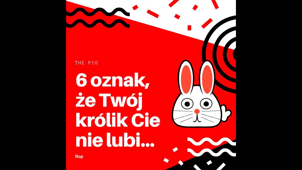 6 oznak, że Twój królik Cie NIE lubi...