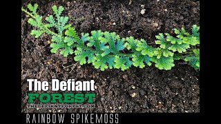 Download Lagu Rainbow Spikemoss, Selaginella uncinata - thedefiantforest.com MP3