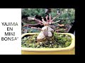 ❶ How to create new branches on a bonsai YAJIMA EN bonsai nursery