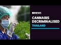 Thailand removes cannabis from narcotics list, decriminalises growing plants at home | ABC News