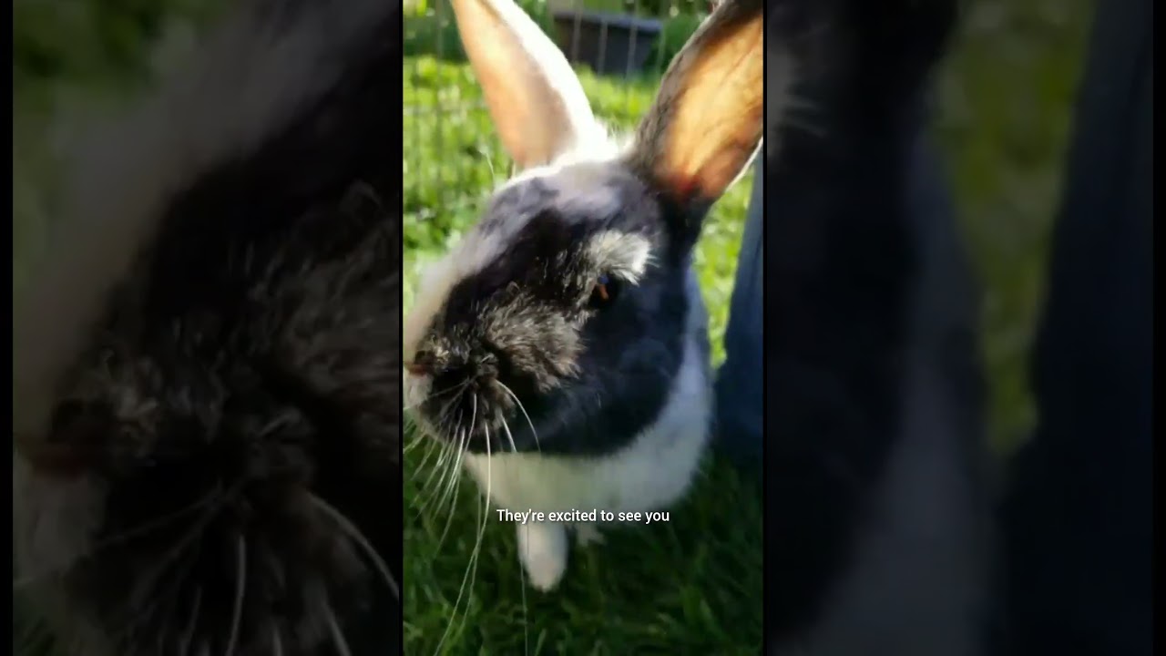 Does your Rabbit trust you?