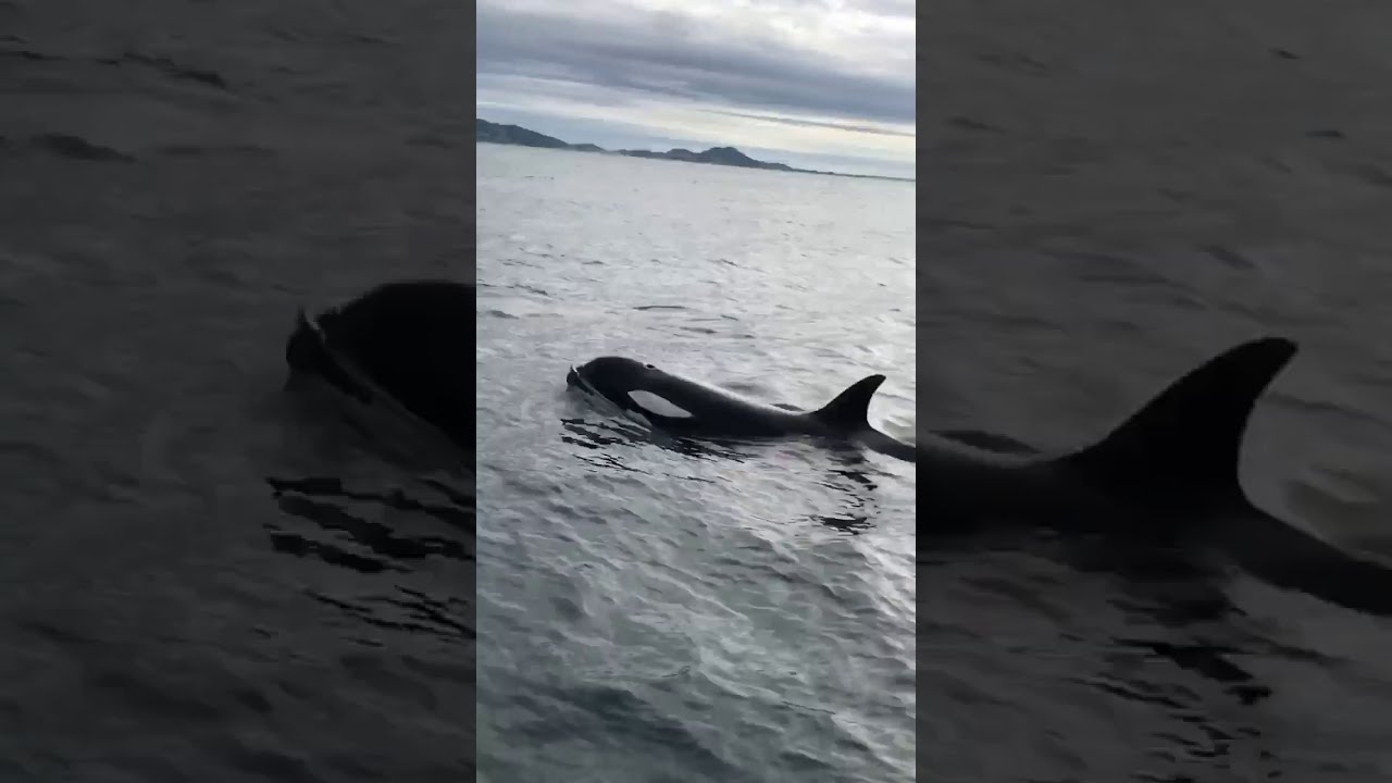 Group of killer whales (orcas) in brazilian coast