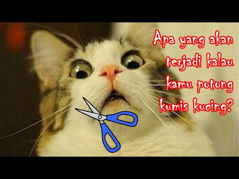 Video: Kelelahan Kumis Pada Kucing: Apa Itu Dan Bagaimana Cara Membantu