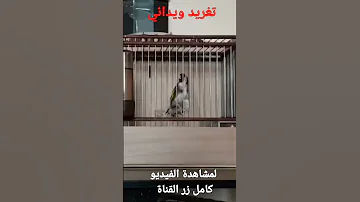 تغريد ويداني لطائر الحسون لتعليم الفراخ 