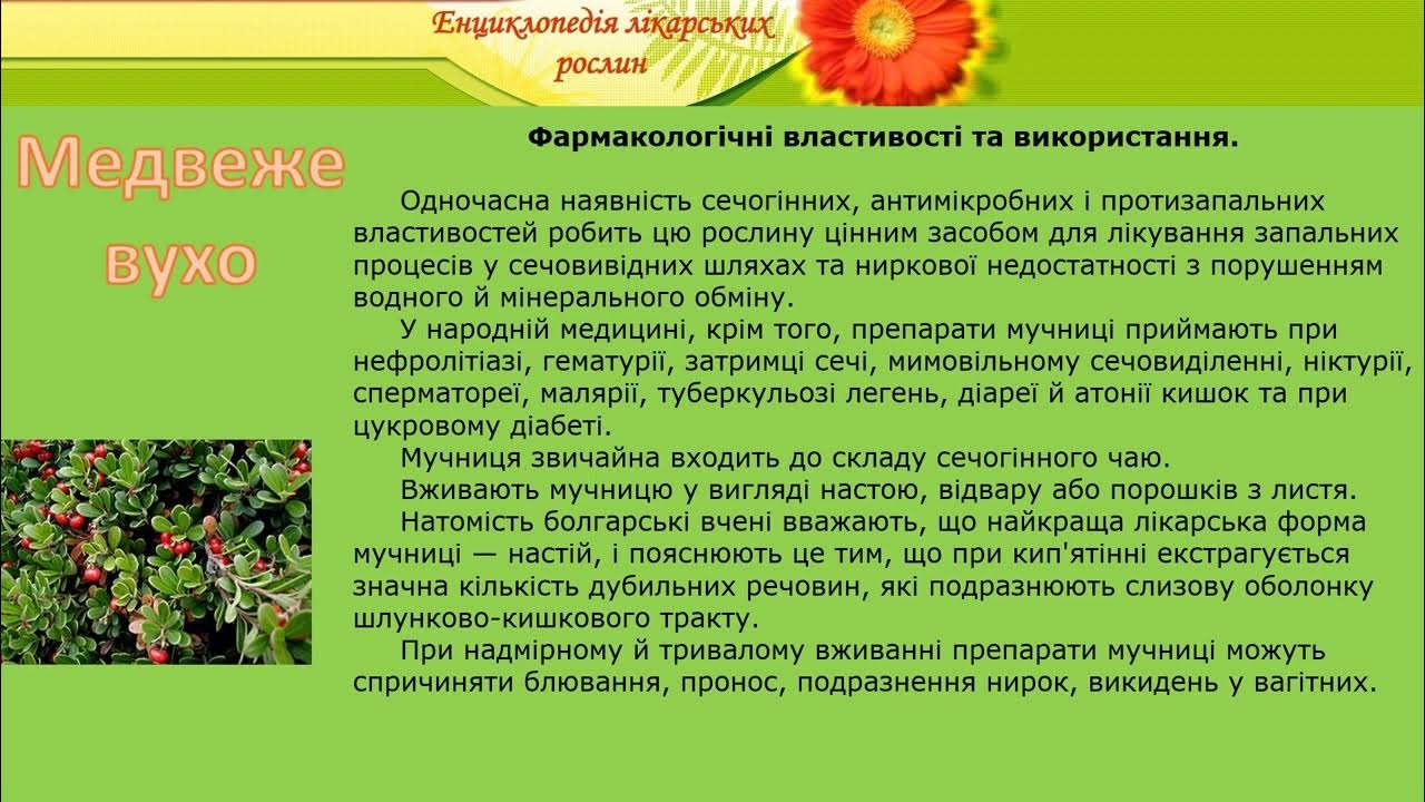 Медвеже вухо - YouTube