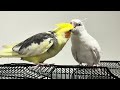 our cockatiel birds are cutie 10 Minutes