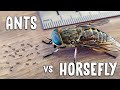 EPIC BATTLE - tiny ants vs HUGE horsefly