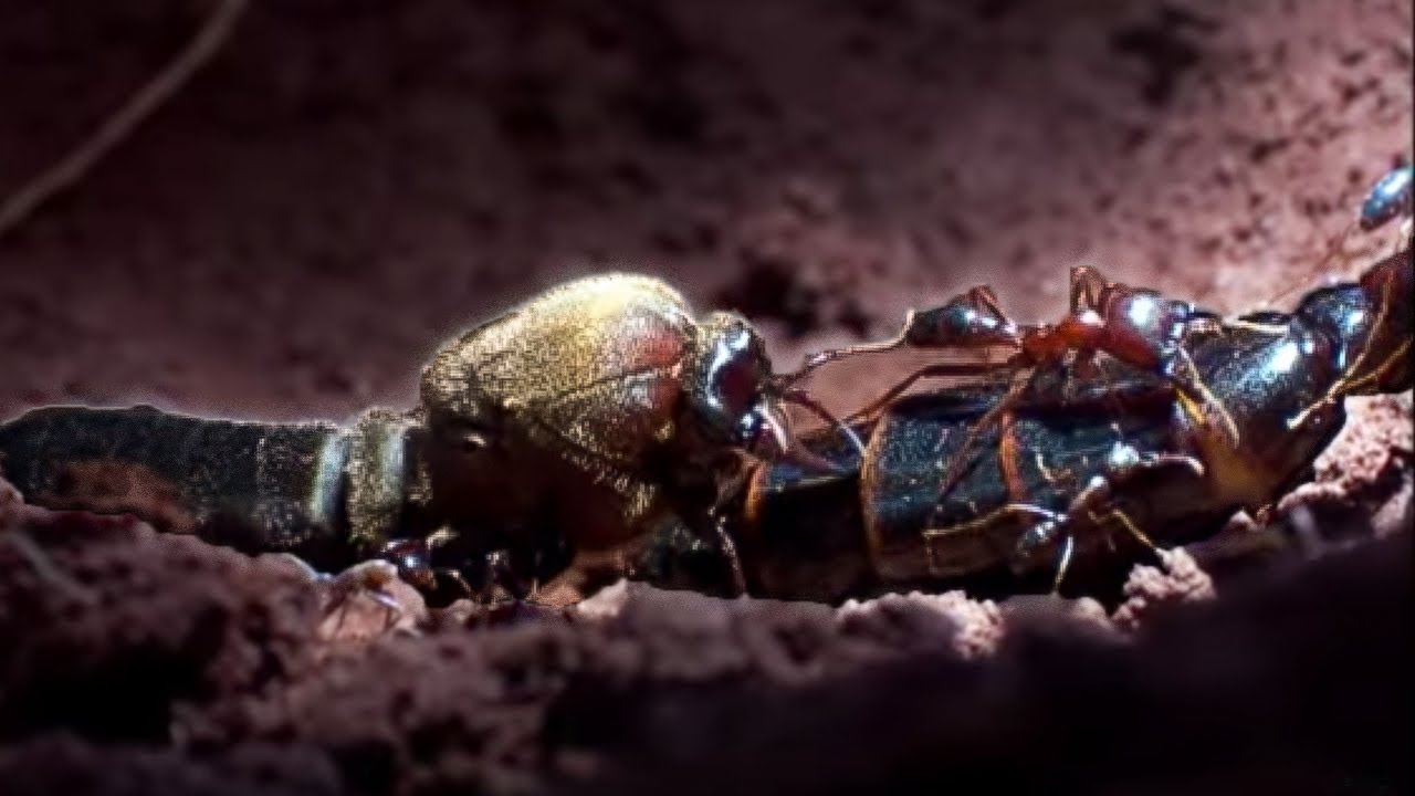 Queen Ant Mating Season | Ant Attack | Bbc Earth
