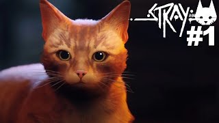 Stray: The Lost Cat - Episode 1 - The Cat - YouTube