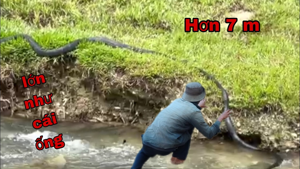 Quá lớn rắn gì như ống nuớc#hcmt