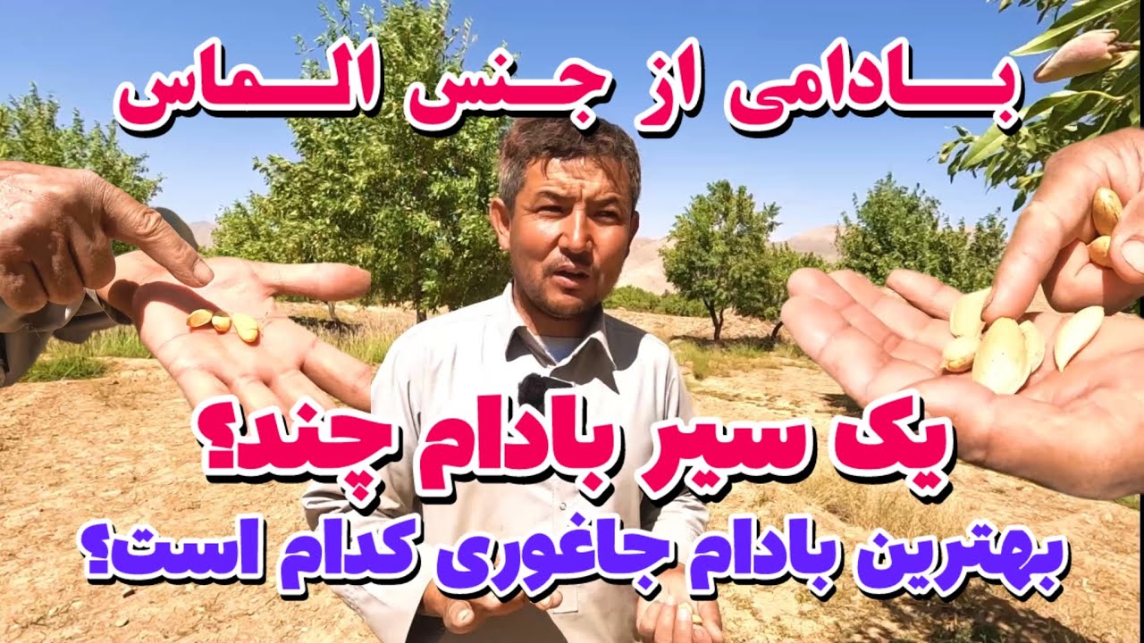 سود خالص!🙏 فصل برداشت محصولات بادام جاغوری