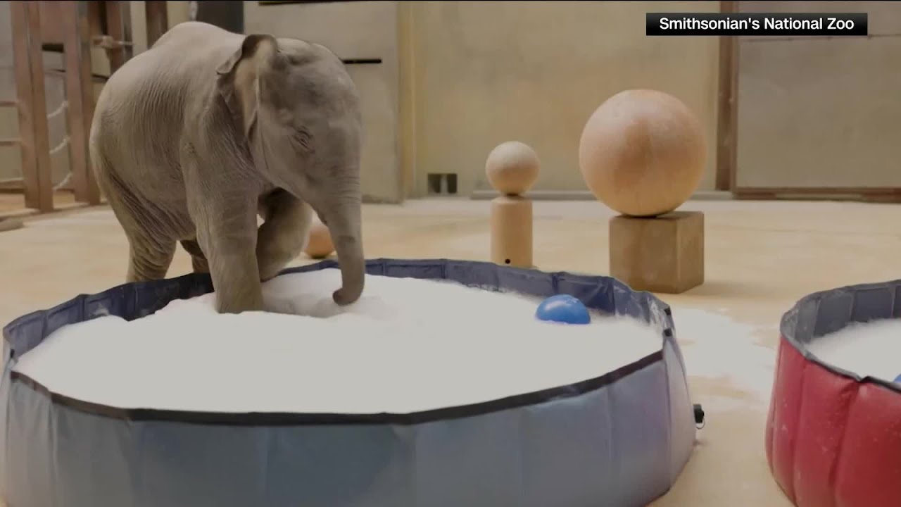Smithsonian's National Zoo debuts baby elephant on Earth Day - YouTube