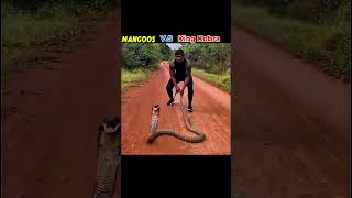सांप और नेवले की लड़ाई। King Cobra VS Mongoose. #shorts #animals #vs