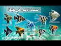 اسماك الانجل في دقيقة