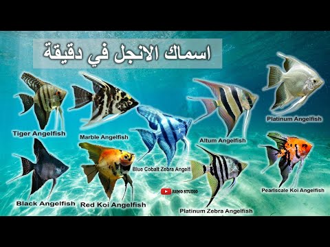 اسماك الانجل في دقيقة