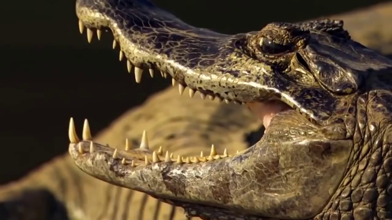 Jaguar HUNTS CROCODILES Animal Attack 2018 - YouTube