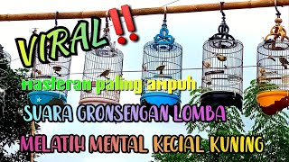 Download Lagu VIRAL ‼️ suara gronsengan lomba melatih mental burung kecial kuning @arymkicau MP3
